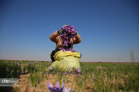 طلای سرخ خراسان شمالی؛ روایت تصویری از فصل برداشت زعفران