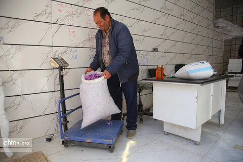 طلای سرخ خراسان شمالی؛ روایت تصویری از فصل برداشت زعفران