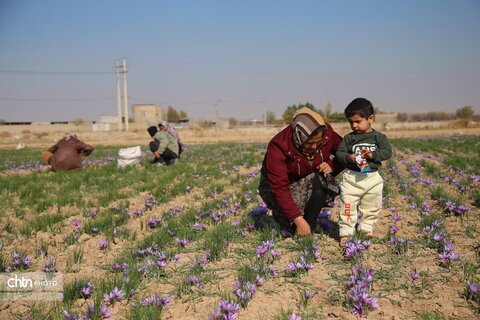 طلای سرخ خراسان شمالی؛ روایت تصویری از فصل برداشت زعفران