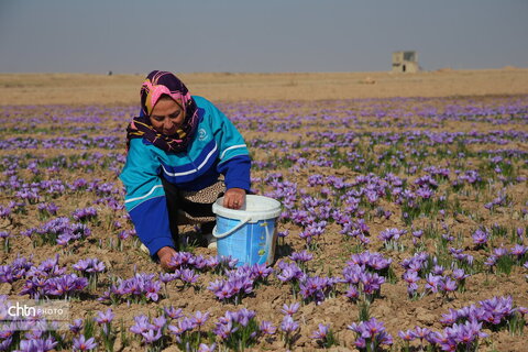 طلای سرخ خراسان شمالی؛ روایت تصویری از فصل برداشت زعفران