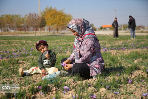 طلای سرخ خراسان شمالی؛ روایت تصویری از فصل برداشت زعفران