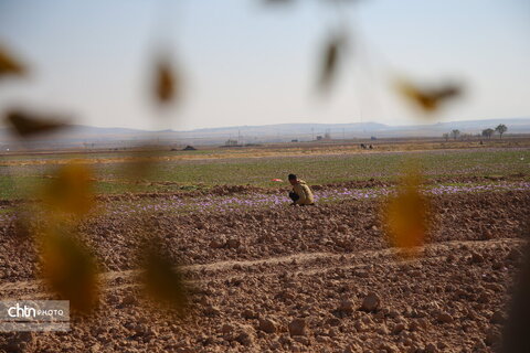 طلای سرخ خراسان شمالی؛ روایت تصویری از فصل برداشت زعفران