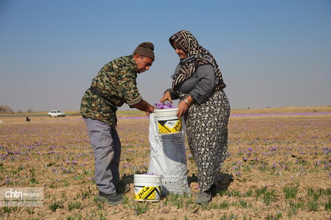طلای سرخ خراسان شمالی؛ روایت تصویری از فصل برداشت زعفران