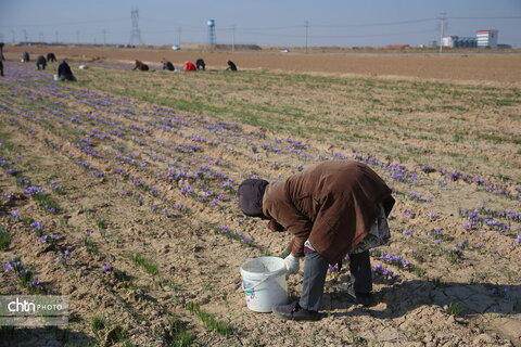طلای سرخ خراسان شمالی؛ روایت تصویری از فصل برداشت زعفران