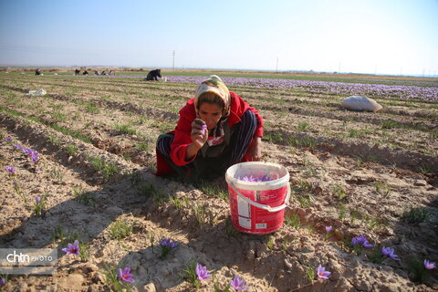 طلای سرخ خراسان شمالی؛ روایت تصویری از فصل برداشت زعفران