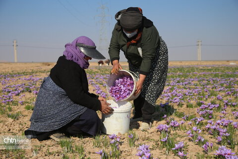 طلای سرخ خراسان شمالی؛ روایت تصویری از فصل برداشت زعفران