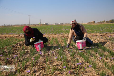 طلای سرخ خراسان شمالی؛ روایت تصویری از فصل برداشت زعفران