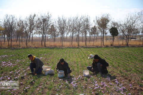 طلای سرخ خراسان شمالی؛ روایت تصویری از فصل برداشت زعفران