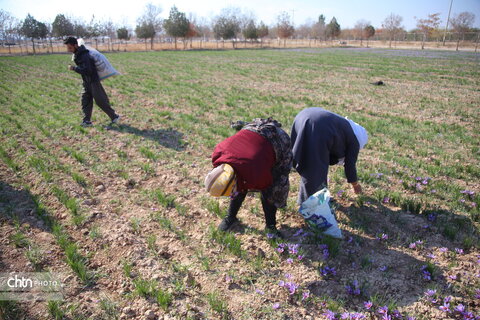 طلای سرخ خراسان شمالی؛ روایت تصویری از فصل برداشت زعفران