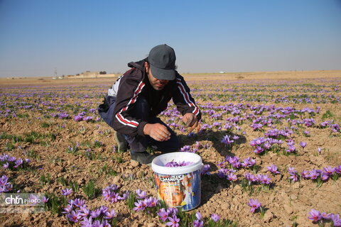 طلای سرخ خراسان شمالی؛ روایت تصویری از فصل برداشت زعفران