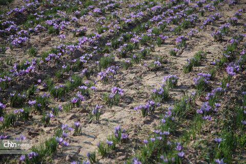 طلای سرخ خراسان شمالی؛ روایت تصویری از فصل برداشت زعفران