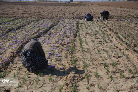 طلای سرخ خراسان شمالی؛ روایت تصویری از فصل برداشت زعفران
