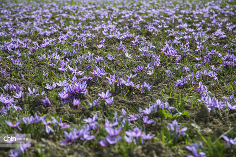 طلای سرخ خراسان شمالی؛ روایت تصویری از فصل برداشت زعفران