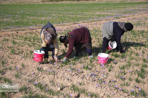 طلای سرخ خراسان شمالی؛ روایت تصویری از فصل برداشت زعفران
