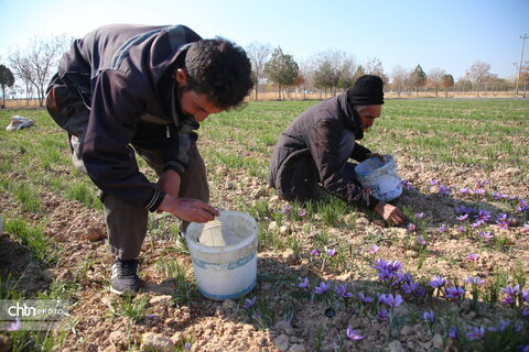 طلای سرخ خراسان شمالی؛ روایت تصویری از فصل برداشت زعفران