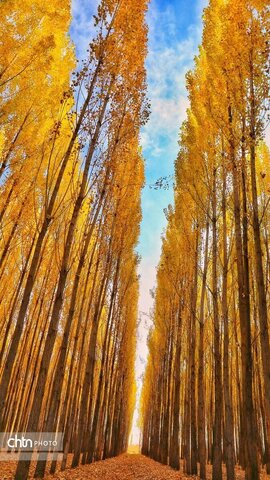 زیبایی‌های پاییز در آذربایجان‌ غربی