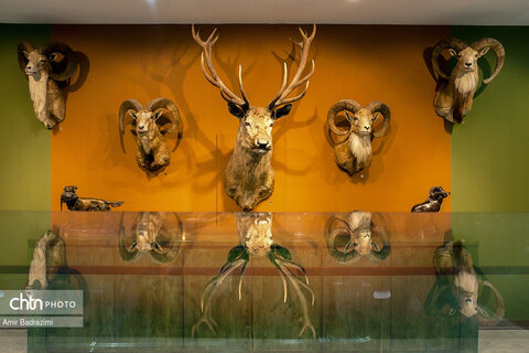 پردیس موزه ایی رامسر