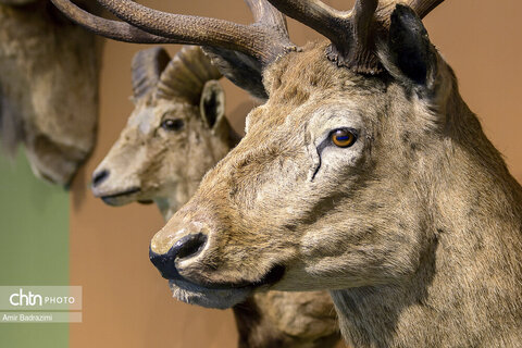 پردیس موزه ایی رامسر