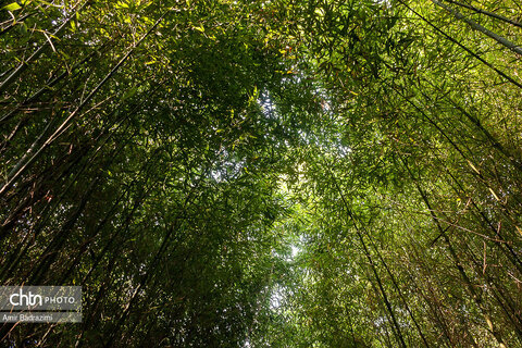 پردیس موزه ایی رامسر