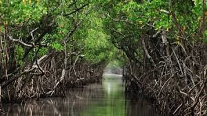 آغاز انجام طرح پژوهشی دانش بومی حفاظت از جنگل‌های حرا