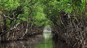 آغاز انجام طرح پژوهشی دانش بومی حفاظت از جنگل‌های حرا