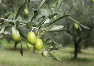 وقتی «یک درخت، یک تاریخ و یک هنر» با هم زیست می‌سازند/ ریشه‌ای که نسل‌ها را به هم پیوند می‌زند