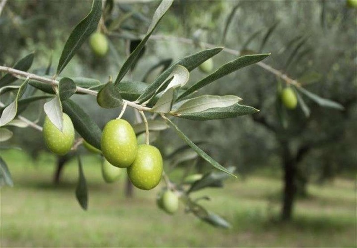 وقتی «یک درخت، یک تاریخ و یک هنر» با هم زیست می‌سازند/ ریشه‌ای که نسل‌ها را به هم پیوند می‌زند