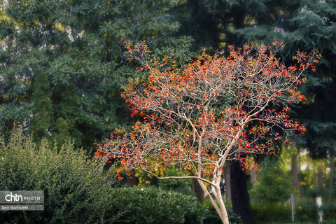 نمک آبرود ، تفریح و طبیعت زیبا