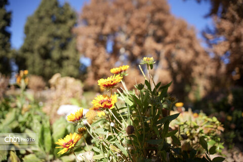 پاییز باغ شاهزاده