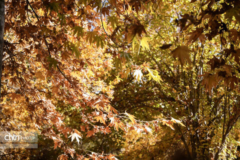 پاییز باغ شاهزاده