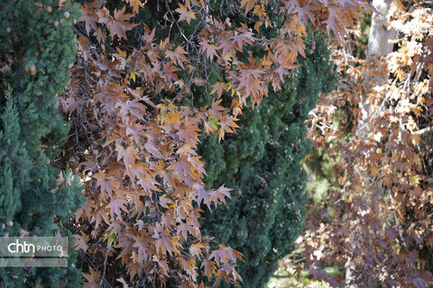 پاییز باغ شاهزاده