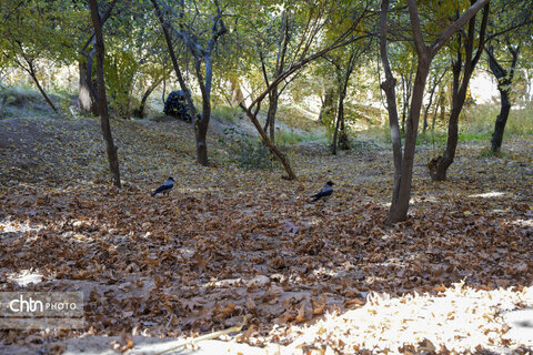 پاییز باغ شاهزاده