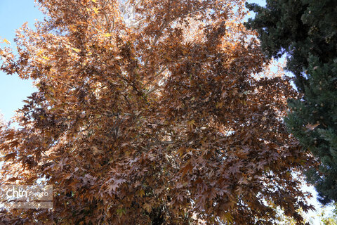 پاییز باغ شاهزاده