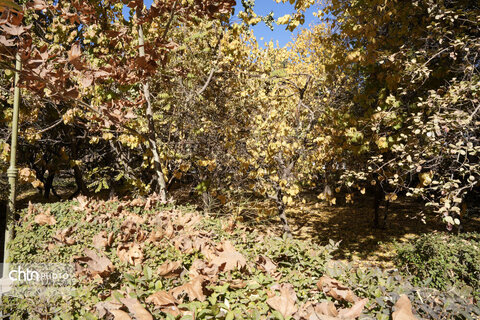 پاییز باغ شاهزاده