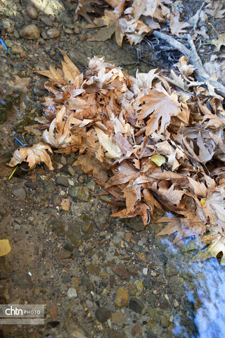 پاییز باغ شاهزاده