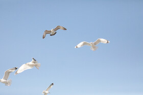 شالوها، مهمانان فصلی خلیج‌فارس