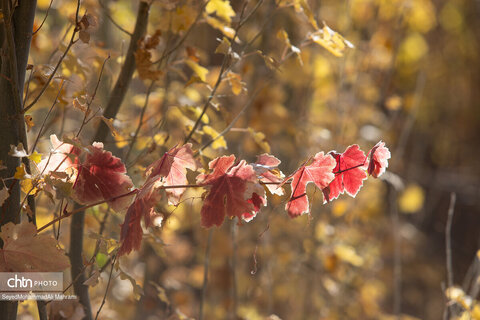 گذر پاییز در ابیانه