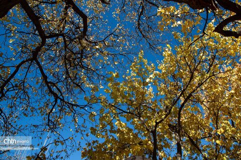 گذر پاییز در ابیانه