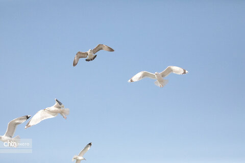 شالوها، مهمانان فصلی خلیج‌فارس