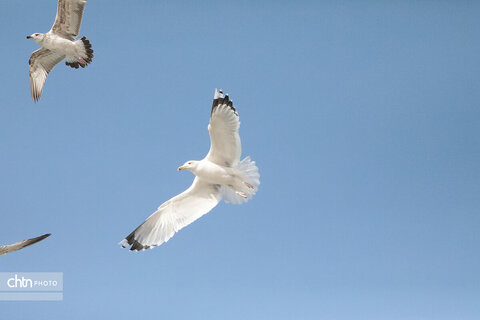 شالوها، مهمانان فصلی خلیج‌فارس هستند که با حضورشان ساحل را زنده‌تر و آسمان این شهر را شاعرانه‌تر می‌کنند.