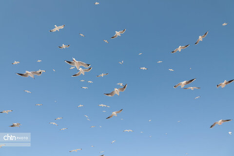 شالوها، مهمانان فصلی خلیج‌فارس هستند که با حضورشان ساحل را زنده‌تر و آسمان این شهر را شاعرانه‌تر می‌کنند.