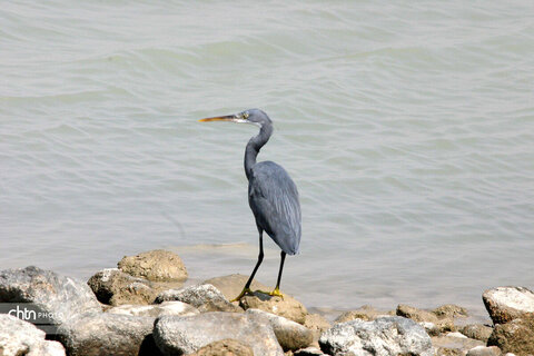 شالوها، مهمانان فصلی خلیج‌فارس هستند که با حضورشان ساحل را زنده‌تر و آسمان این شهر را شاعرانه‌تر می‌کنند.