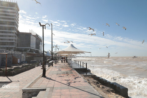شالوها، مهمانان فصلی خلیج‌فارس هستند که با حضورشان ساحل را زنده‌تر و آسمان این شهر را شاعرانه‌تر می‌کنند.