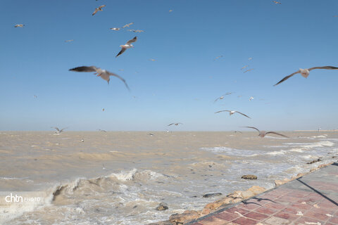شالوها، مهمانان فصلی خلیج‌فارس هستند که با حضورشان ساحل را زنده‌تر و آسمان این شهر را شاعرانه‌تر می‌کنند.