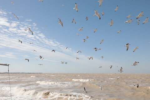 شالوها، مهمانان فصلی خلیج‌فارس هستند که با حضورشان ساحل را زنده‌تر و آسمان این شهر را شاعرانه‌تر می‌کنند.
