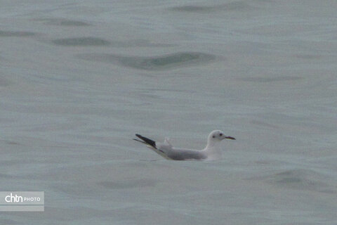 شالوها، مهمانان فصلی خلیج‌فارس هستند که با حضورشان ساحل را زنده‌تر و آسمان این شهر را شاعرانه‌تر می‌کنند.