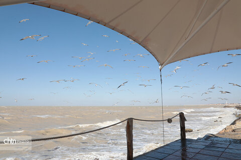 شالوها، مهمانان فصلی خلیج‌فارس هستند که با حضورشان ساحل را زنده‌تر و آسمان این شهر را شاعرانه‌تر می‌کنند.