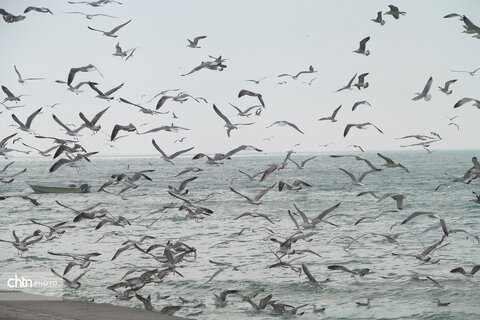 شالوها، مهمانان فصلی خلیج‌فارس هستند که با حضورشان ساحل را زنده‌تر و آسمان این شهر را شاعرانه‌تر می‌کنند.