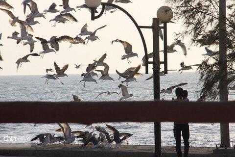 شالوها، مهمانان فصلی خلیج‌فارس هستند که با حضورشان ساحل را زنده‌تر و آسمان این شهر را شاعرانه‌تر می‌کنند.