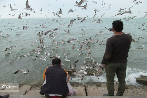 شالوها، مهمانان فصلی خلیج‌فارس هستند که با حضورشان ساحل را زنده‌تر و آسمان این شهر را شاعرانه‌تر می‌کنند.